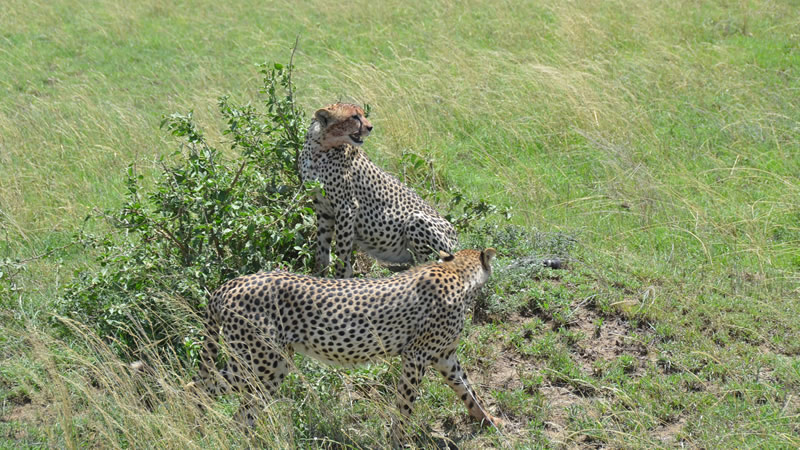 Cheetah in serengeti