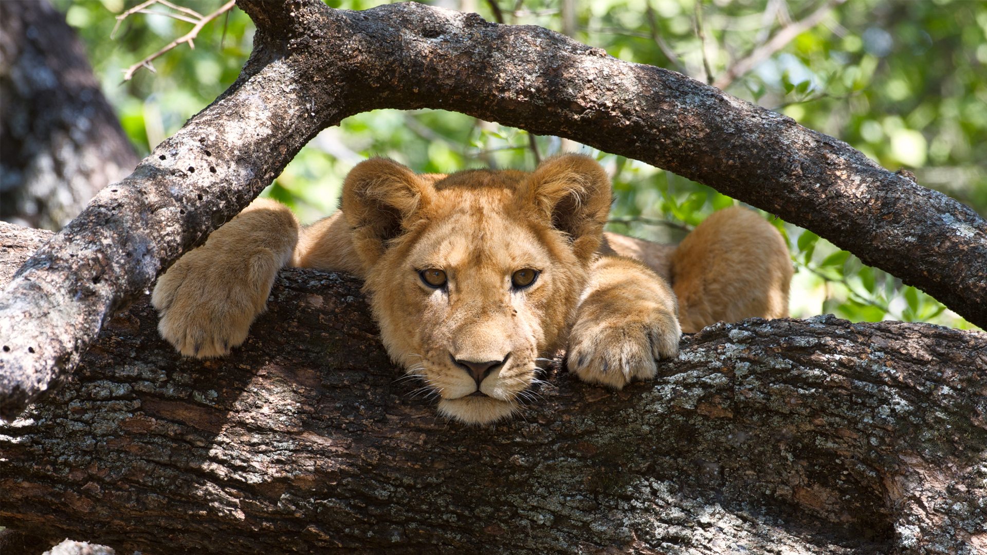 3-Day Wilderness Tanzania Safari