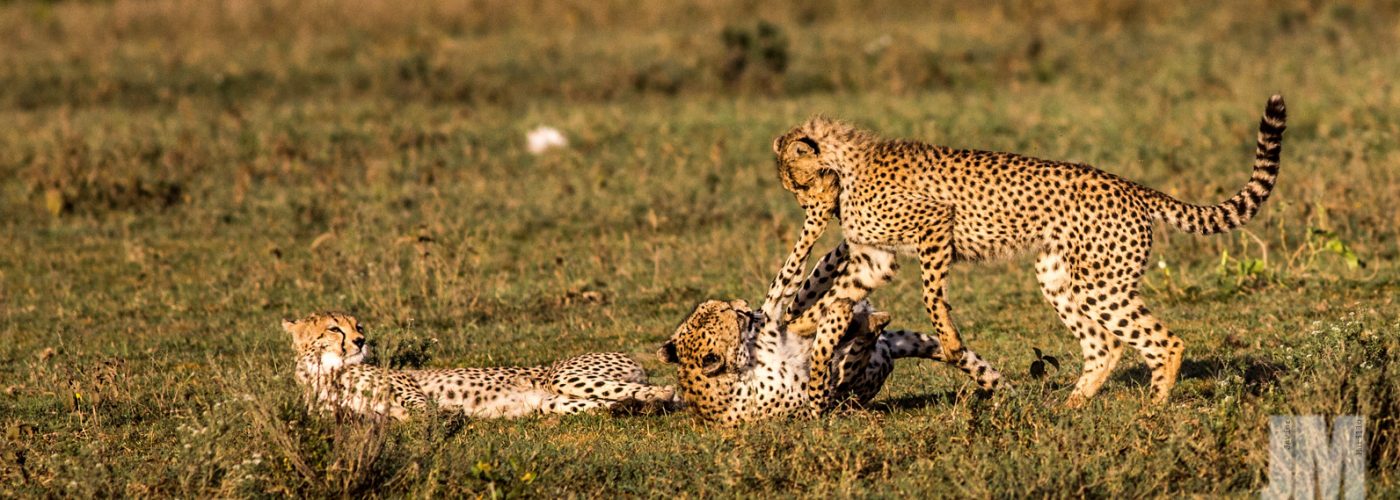 4 Days Best of Tanzania Safari Northern circuit