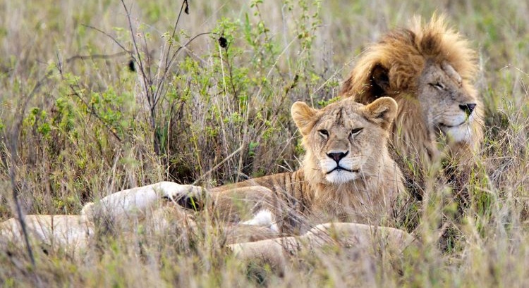 4-Day Best of Tanzania Safari