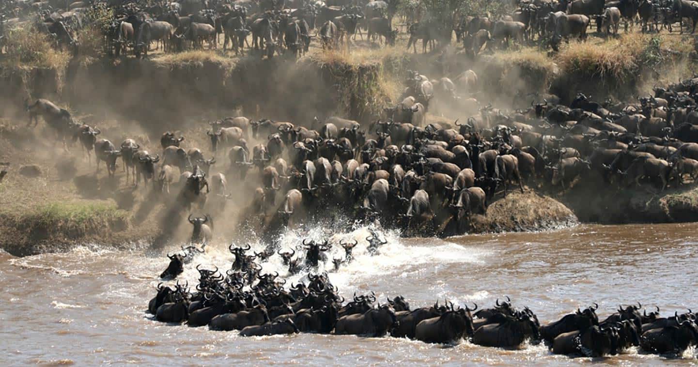 5-Day Wildebeest Migration Safari