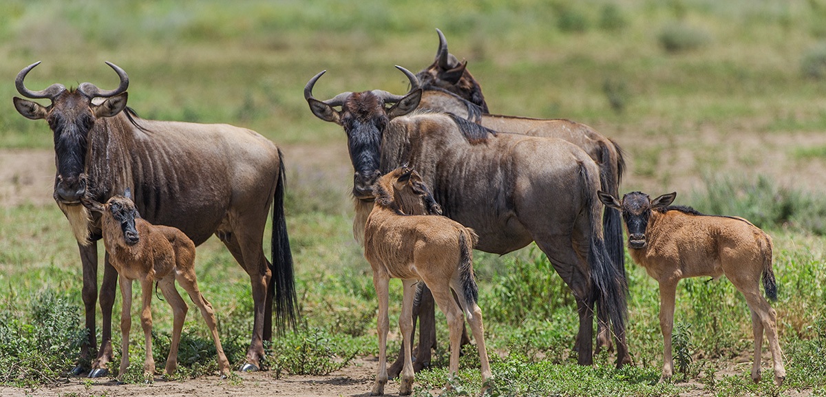 Ndutu safari