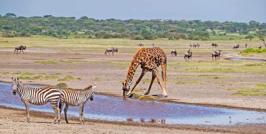 5-Day Highlights Tanzania Safari
