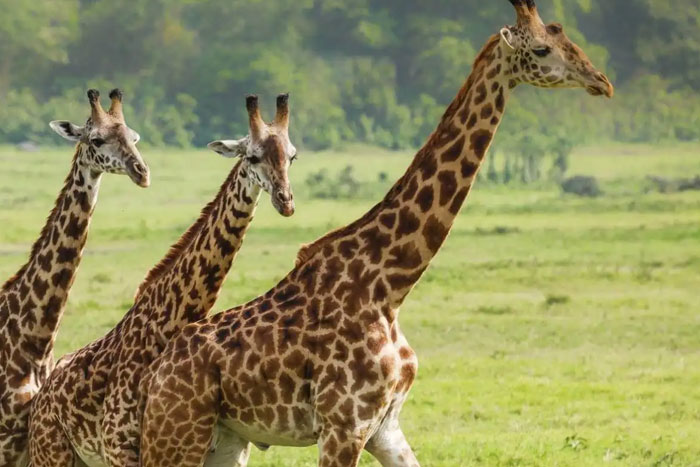 Arusha National Park Day Trip