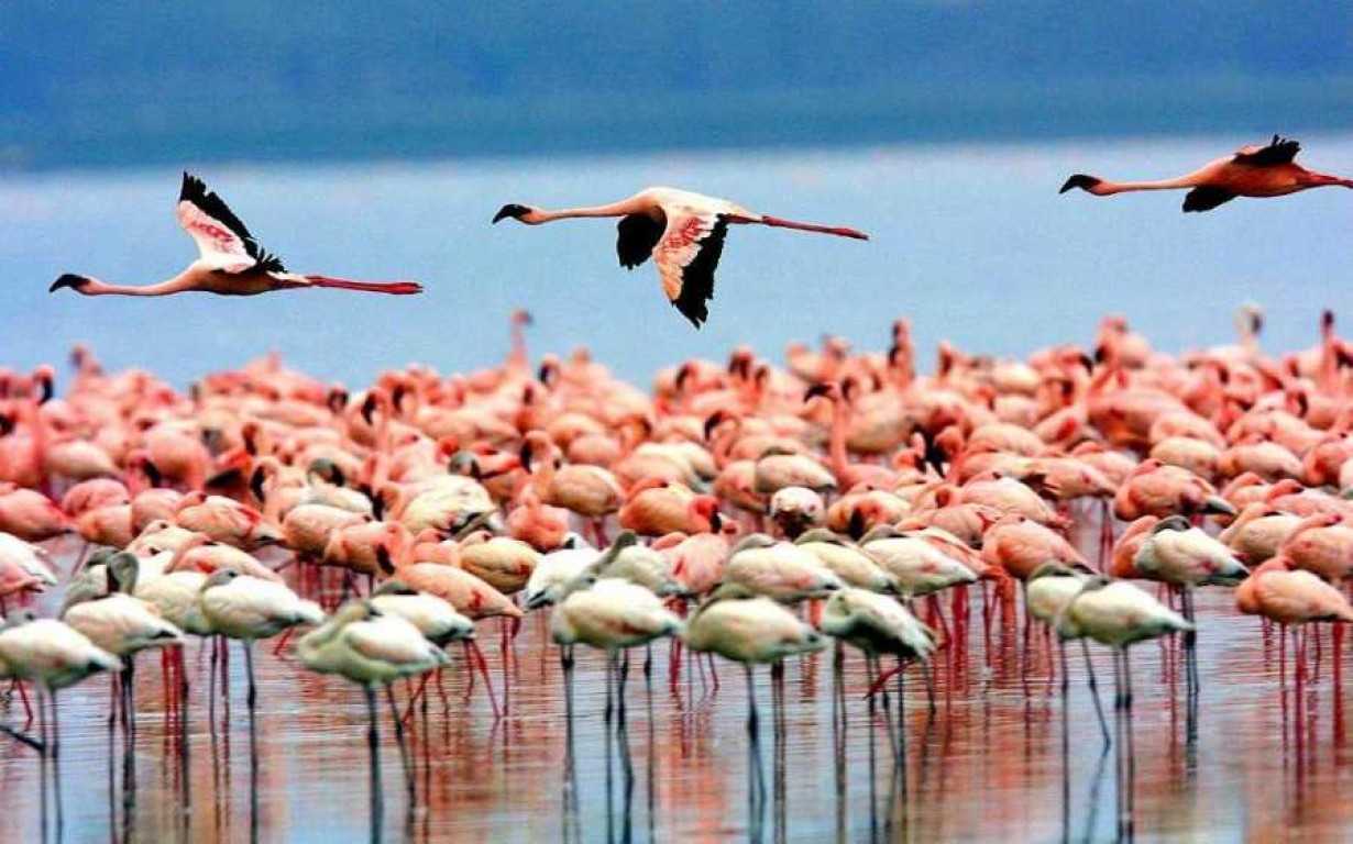 Tanzania National Parks