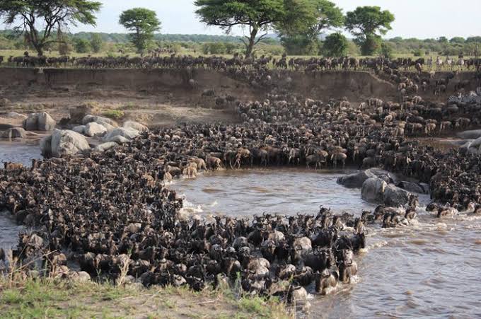 Serengeti Safari