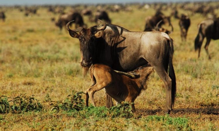 Tarangire to Ndutu Region