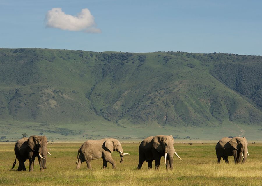 Ngorongoro Crater Day Trip