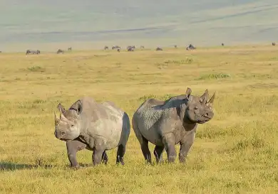 Ngorongoro Crater Safari