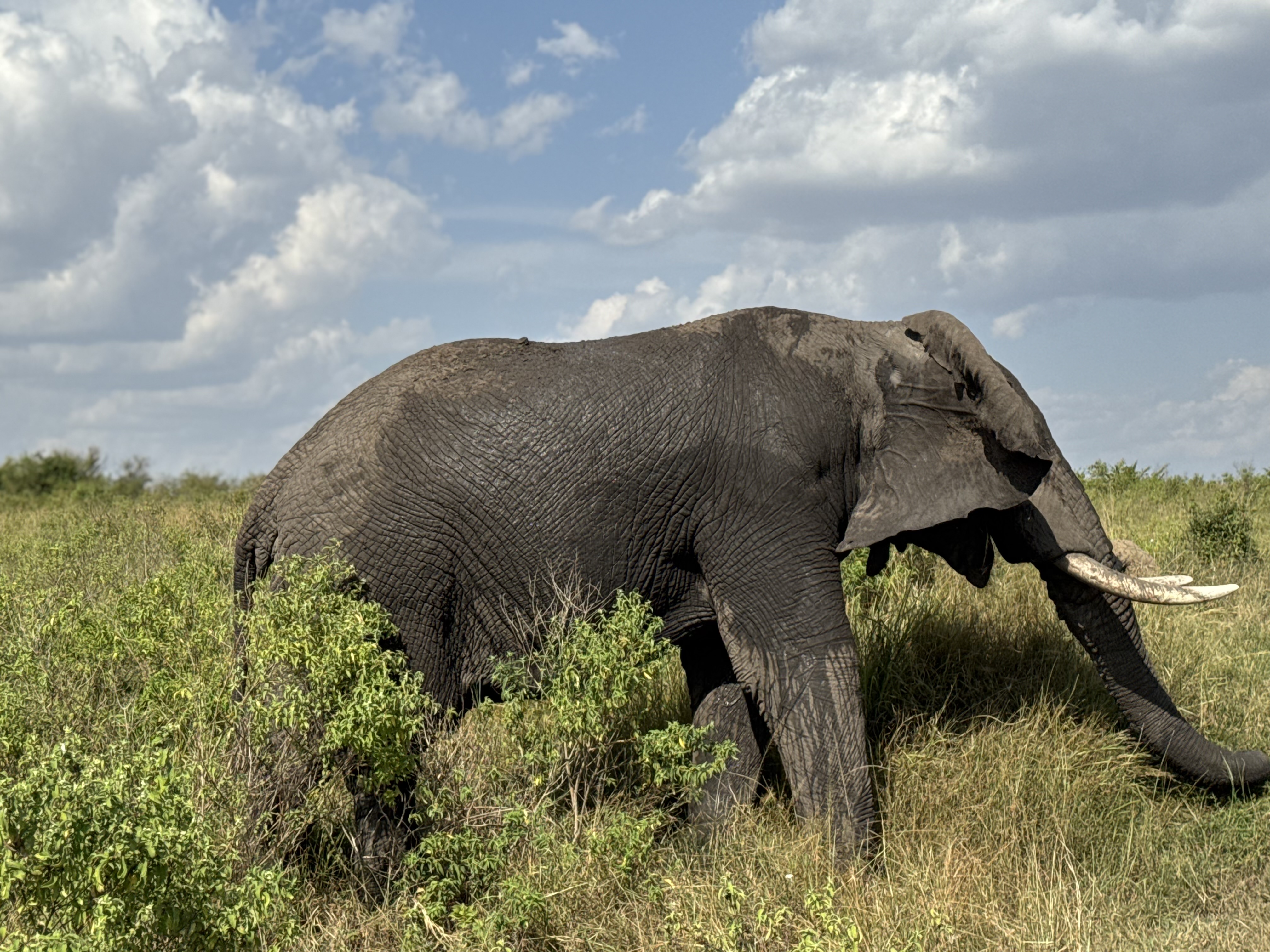 Tarangire National Park