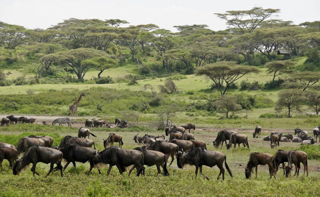 Best Time for Tanzania Safari