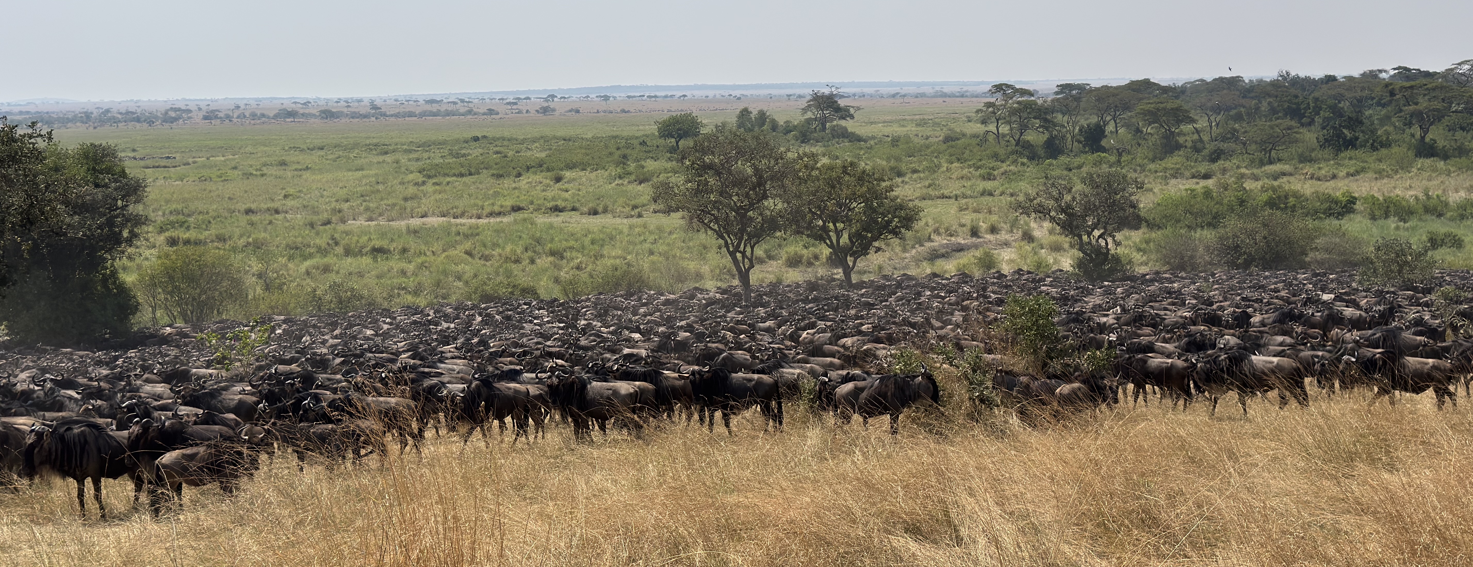 African Traces Safari