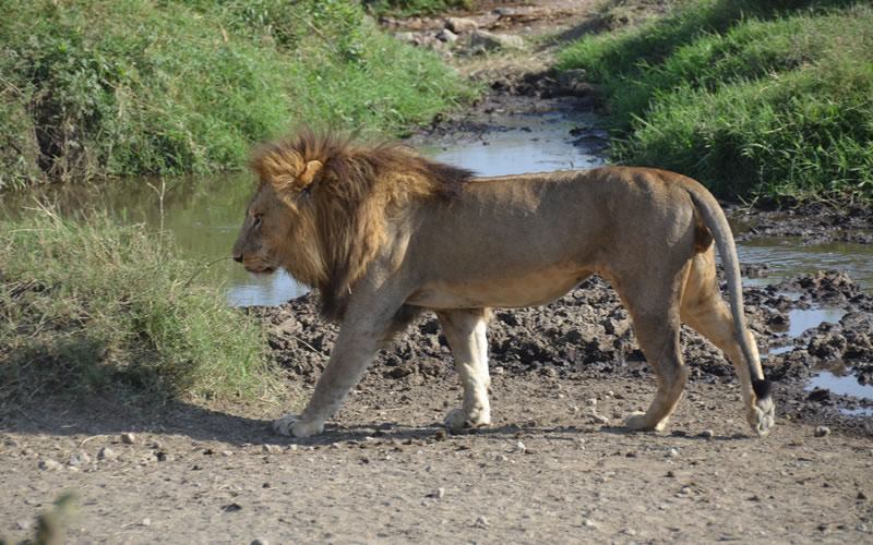 Male lion Serengeti N/Park