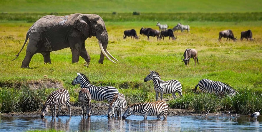 4-days-tanzania-safari