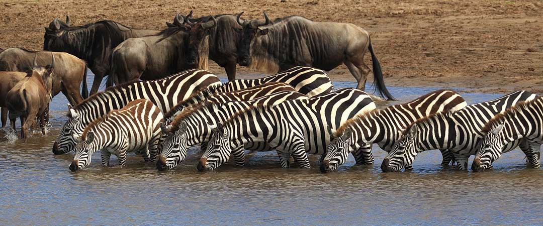 5-days-tanzania-safari