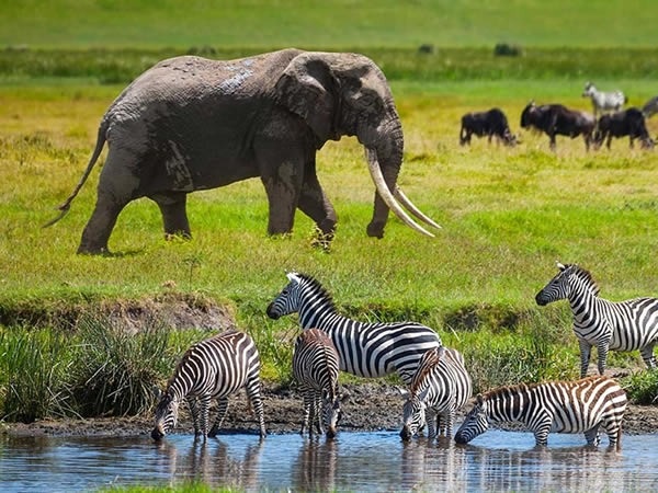 serengeti Luxury safari